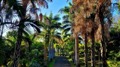 parc des palmiers au Tampon